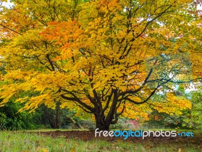 Acer Soccharinum Tree In Autumn Stock Photo