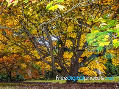 Acer Soccharinum Tree In Autumn Stock Photo