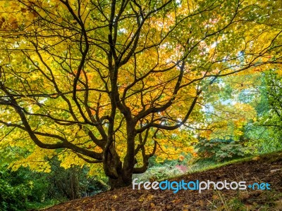 Acer Soccharinum Tree In Autumn Stock Photo