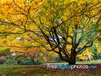 Acer Soccharinum Tree In Autumn Stock Photo