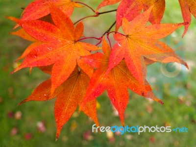 Acer Tree Leaves Changing Colour In Autumn Stock Photo