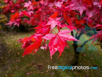 Acer Tree Leaves Changing Colour In Autumn Stock Photo