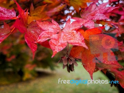 Acer Tree Leaves Changing Colour In Autumn Stock Photo