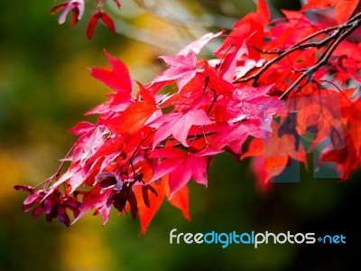 Acer Tree Leaves Changing Colour In Autumn Stock Photo