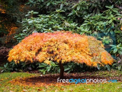 Acer Tree Leaves Changing Colour In Autumn Stock Photo