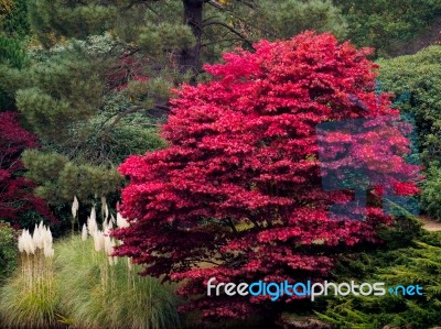 Acer Tree Leaves Changing Colour In Autumn Stock Photo