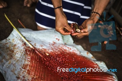 Achiote Pods For Hair Style Of Indian Man Los Tsachila Tribe, Ec… Stock Photo