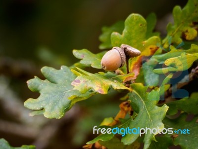 Acorn On An Oak Tree Ready To Drop Stock Photo