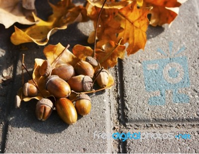 Acorns Lying On The Oak Leaves Stock Photo