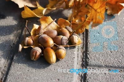 Acorns Lying On The Oak Leaves Stock Photo