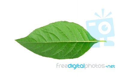 Adhatoda Vasica Or Medicinal Basak Leaf Isolated On White Stock Photo