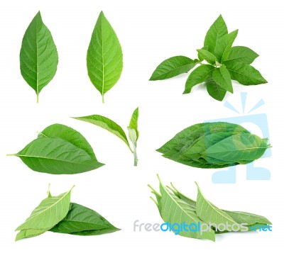 Adhatoda Vasica Or Medicinal Basak Leaf Isolated On White Stock Photo