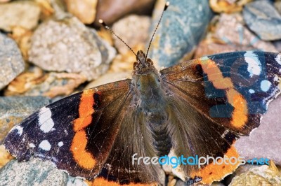 Admiral (vanessa Atalanta) In The Garden Stock Photo