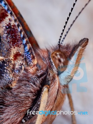 Admiral (vanessa Atalanta) Side View Stock Photo