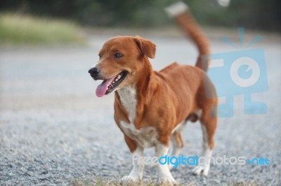 Adorable Brown Dog Smiles Stock Photo