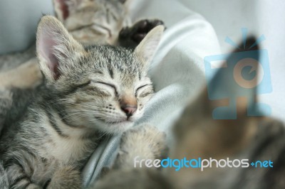 Adorable Funny Cute Kitten Cat Close Eye Sleep Tight With Brother Sister On White Grey Soft Cloth Bed At Home Stock Photo