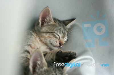 Adorable Funny Cute Kitten Cat Close Eye Sleep Tight With Brother Sister On White Grey Soft Cloth Bed At Home Stock Photo