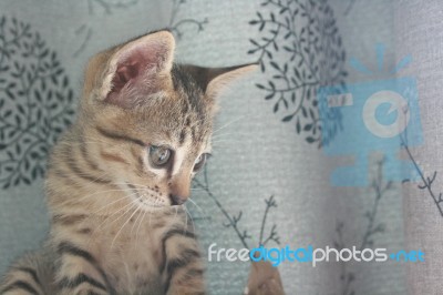 Adorable Funny Cute Kitten Cat Face Standing Looking Curiously. Finding Waiting For Something Outside Stock Photo