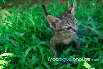 Adorable Funny Cute Kitten Cat Playing Standing In Green Grass Garden Alone. Looking For Something Stock Photo