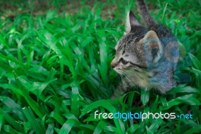 Adorable Funny Cute Kitten Cat Playing Standing In Green Grass Garden Alone. Looking For Something Stock Photo