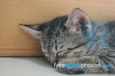 Adorable Funny Cute Kitten Cat Sleep Tight With Her Paw Leg At Face On White Floor Beside Brown Box At Home Stock Photo