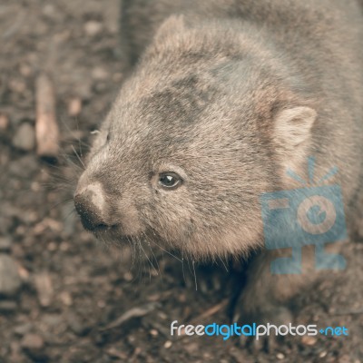 Adorable Large Wombat During The Day Looking For Grass To Eat Stock Photo