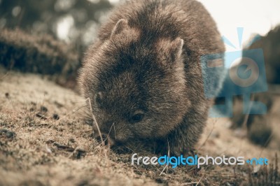 Adorable Large Wombat During The Day Looking For Grass To Eat Stock Photo