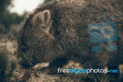 Adorable Large Wombat During The Day Looking For Grass To Eat Stock Photo