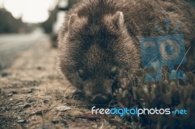 Adorable Large Wombat During The Day Looking For Grass To Eat Stock Photo