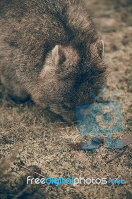 Adorable Large Wombat During The Day Looking For Grass To Eat Stock Photo