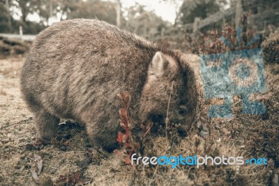 Adorable Large Wombat During The Day Looking For Grass To Eat Stock Photo