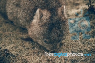 Adorable Large Wombat During The Day Looking For Grass To Eat Stock Photo