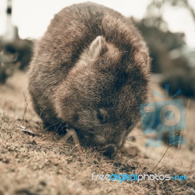 Adorable Large Wombat During The Day Looking For Grass To Eat Stock Photo