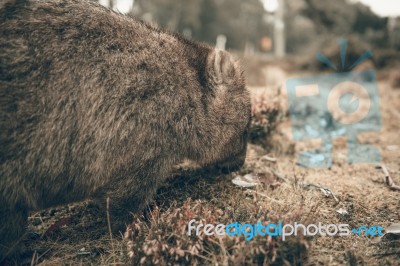 Adorable Large Wombat During The Day Looking For Grass To Eat Stock Photo