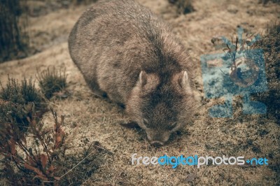 Adorable Large Wombat During The Day Looking For Grass To Eat Stock Photo