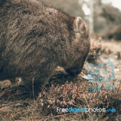 Adorable Large Wombat During The Day Looking For Grass To Eat Stock Photo