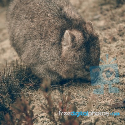 Adorable Large Wombat During The Day Looking For Grass To Eat Stock Photo