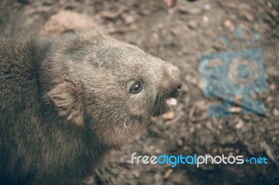 Adorable Large Wombat During The Day Looking For Grass To Eat Stock Photo