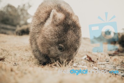 Adorable Large Wombat During The Day Looking For Grass To Eat Stock Photo