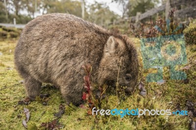 Adorable Large Wombat During The Day Looking For Grass To Eat Stock Photo