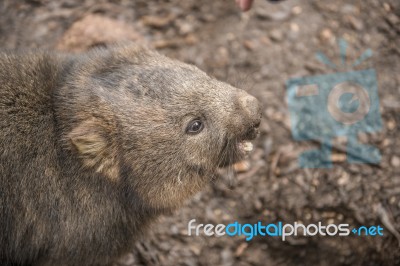 Adorable Large Wombat During The Day Looking For Grass To Eat Stock Photo