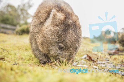 Adorable Large Wombat During The Day Looking For Grass To Eat Stock Photo