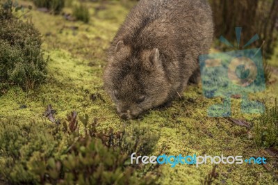 Adorable Large Wombat During The Day Looking For Grass To Eat Stock Photo