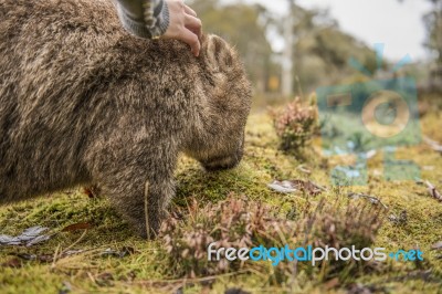 Adorable Large Wombat During The Day Looking For Grass To Eat Stock Photo