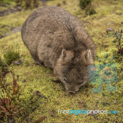 Adorable Large Wombat During The Day Looking For Grass To Eat Stock Photo