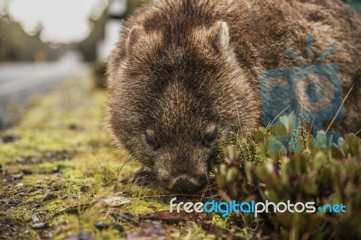 Adorable Large Wombat During The Day Looking For Grass To Eat Stock Photo