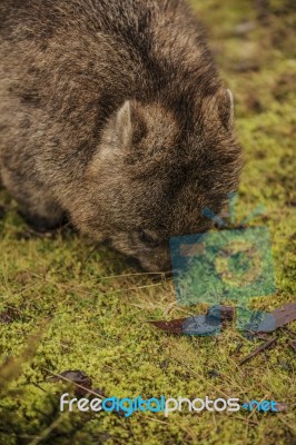 Adorable Large Wombat During The Day Looking For Grass To Eat Stock Photo