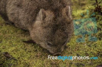 Adorable Large Wombat During The Day Looking For Grass To Eat Stock Photo