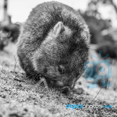 Adorable Large Wombat During The Day Looking For Grass To Eat Stock Photo