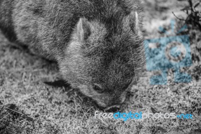 Adorable Large Wombat During The Day Looking For Grass To Eat Stock Photo